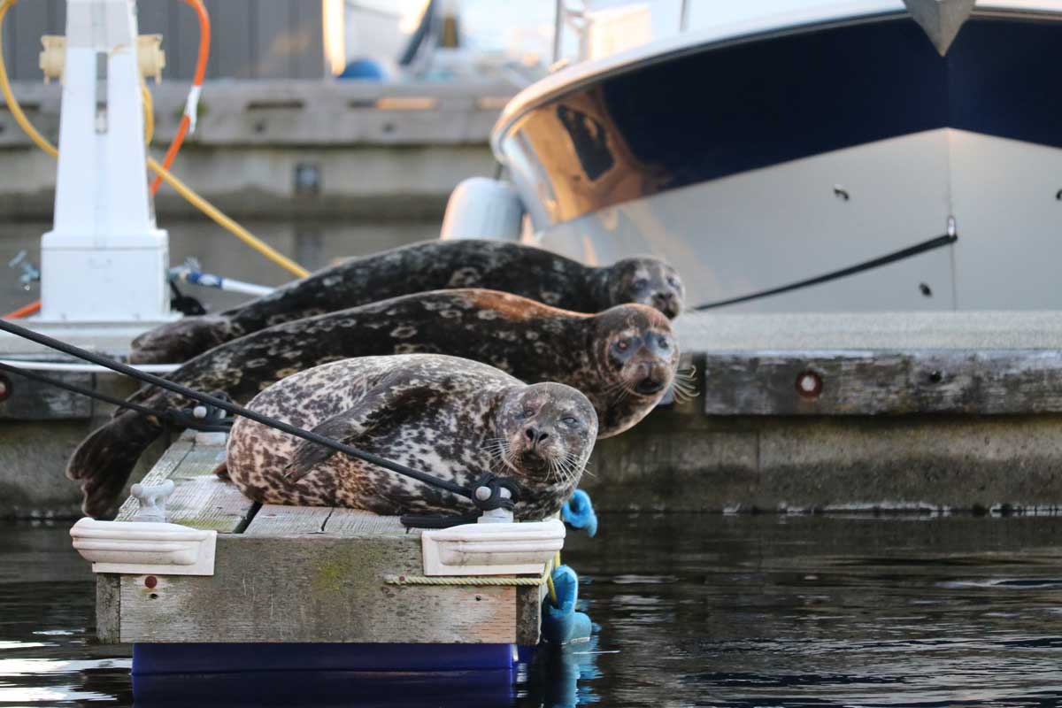 Harbour Seals at Marina